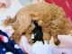 Miniature Poodle Puppies for sale in St Robert, MO, USA. price: $2,500