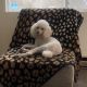 Miniature Poodle Puppies for sale in Hamilton, MT 59840, USA. price: NA