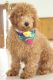 Miniature Poodle Puppies for sale in Massillon, OH, USA. price: NA