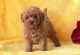 Miniature Poodle Puppies for sale in Denver, CO 80216, USA. price: $995
