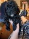 Miniature Poodle Puppies for sale in Hermitage, TN 37076, USA. price: $900
