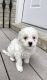 Miniature Poodle Puppies for sale in West Bloomfield Township, MI 48322, USA. price: NA