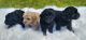 Miniature Poodle Puppies for sale in Sacramento, CA 95843, USA. price: NA