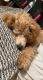 Miniature Poodle Puppies for sale in Summerville, SC, USA. price: $500
