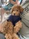 Miniature Poodle Puppies for sale in Lebanon, NH, USA. price: $500