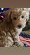 Miniature Poodle Puppies for sale in Columbus, OH, USA. price: NA
