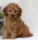 Miniature Poodle Puppies for sale in Newark, NJ, USA. price: NA