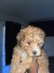 Miniature Poodle Puppies for sale in 3737 Timberglen Rd, Dallas, TX 75287, USA. price: NA