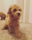 Miniature Poodle Puppies for sale in Columbus, OH, USA. price: NA
