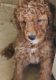 Miniature Poodle Puppies for sale in Greenup, KY 41144, USA. price: NA
