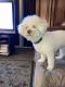 Miniature Poodle Puppies for sale in San Antonio, TX, USA. price: $350