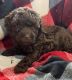 Miniature Poodle Puppies for sale in Germantown, WI 53022, USA. price: $2,200