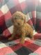 Miniature Poodle Puppies for sale in Germantown, WI 53022, USA. price: $2,200