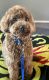 Miniature Poodle Puppies for sale in Wayland, MI 49348, USA. price: $1,700