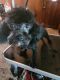 Miniature Poodle Puppies for sale in 1912 W Emma Ave, Springdale, AR 72762, USA. price: NA