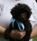 Miniature Poodle Puppies for sale in Germantown, WI 53022, USA. price: $1,500