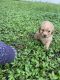 Miniature Poodle Puppies for sale in Wesley Chapel, FL, USA. price: NA