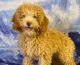 Miniature Poodle Puppies for sale in North Royalton, OH 44133, USA. price: NA