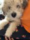 Miniature Poodle Puppies for sale in Indianapolis, IN, USA. price: NA