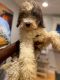 Miniature Poodle Puppies for sale in Baltimore, MD 21206, USA. price: NA
