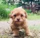 Miniature Poodle Puppies for sale in Troup, TX 75789, USA. price: $800