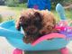Miniature Poodle Puppies for sale in Troup, TX 75789, USA. price: $800