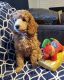 Miniature Poodle Puppies for sale in University Place, WA, USA. price: $1,000