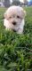 Miniature Poodle Puppies for sale in San Bernardino, CA 92410, USA. price: NA