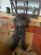 Miniature Poodle Puppies for sale in Sterling Heights, MI, USA. price: $500
