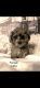Miniature Poodle Puppies for sale in Ripley, WV, USA. price: $500
