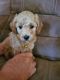 Miniature Poodle Puppies for sale in Blanchard, OK, USA. price: NA