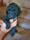 Miniature Poodle Puppies for sale in Blanchard, OK, USA. price: NA