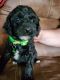 Miniature Poodle Puppies for sale in Blanchard, OK, USA. price: $1,000