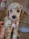 Miniature Poodle Puppies for sale in Blanchard, OK, USA. price: $1,200