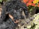 Miniature Poodle Puppies for sale in Dundee, OH 44624, USA. price: $575