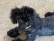 Miniature Poodle Puppies for sale in Dundee, OH 44624, USA. price: $550