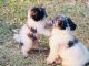 Miniature Poodle Puppies for sale in Troup, TX 75789, USA. price: NA