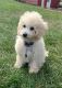 Miniature Poodle Puppies for sale in Wyomissing, PA, USA. price: NA