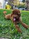 Miniature Poodle Puppies for sale in Los Angeles, CA, USA. price: $2,000