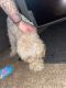 Miniature Poodle Puppies for sale in Little Rock, AR, USA. price: $800