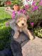 Miniature Poodle Puppies for sale in Middletown, DE, USA. price: NA