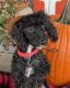 Miniature Poodle Puppies for sale in Dundee, OH 44624, USA. price: $500