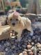 Miniature Poodle Puppies for sale in Wethersfield, CT, USA. price: NA