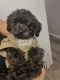 Miniature Poodle Puppies for sale in Spring, TX 77373, USA. price: NA