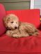Miniature Poodle Puppies for sale in Concord, NC, USA. price: $800
