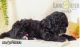 Miniature Poodle Puppies for sale in Lancaster, PA, USA. price: $350