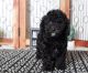 Miniature Poodle Puppies for sale in Kent, WA, USA. price: $60
