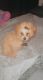 Miniature Poodle Puppies for sale in Lawrenceville, GA 30046, USA. price: NA