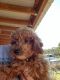 Miniature Poodle Puppies for sale in Blanchard, OK, USA. price: $800