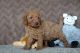 Miniature Poodle Puppies for sale in Dallas, TX, USA. price: NA